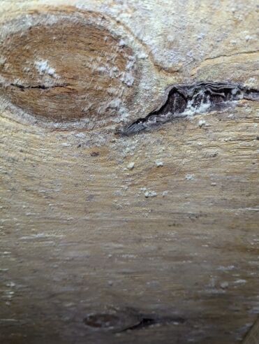 Close-up image of a rough, light-colored wooden surface with a knot and a crack visible, along with some white specks and texture details.