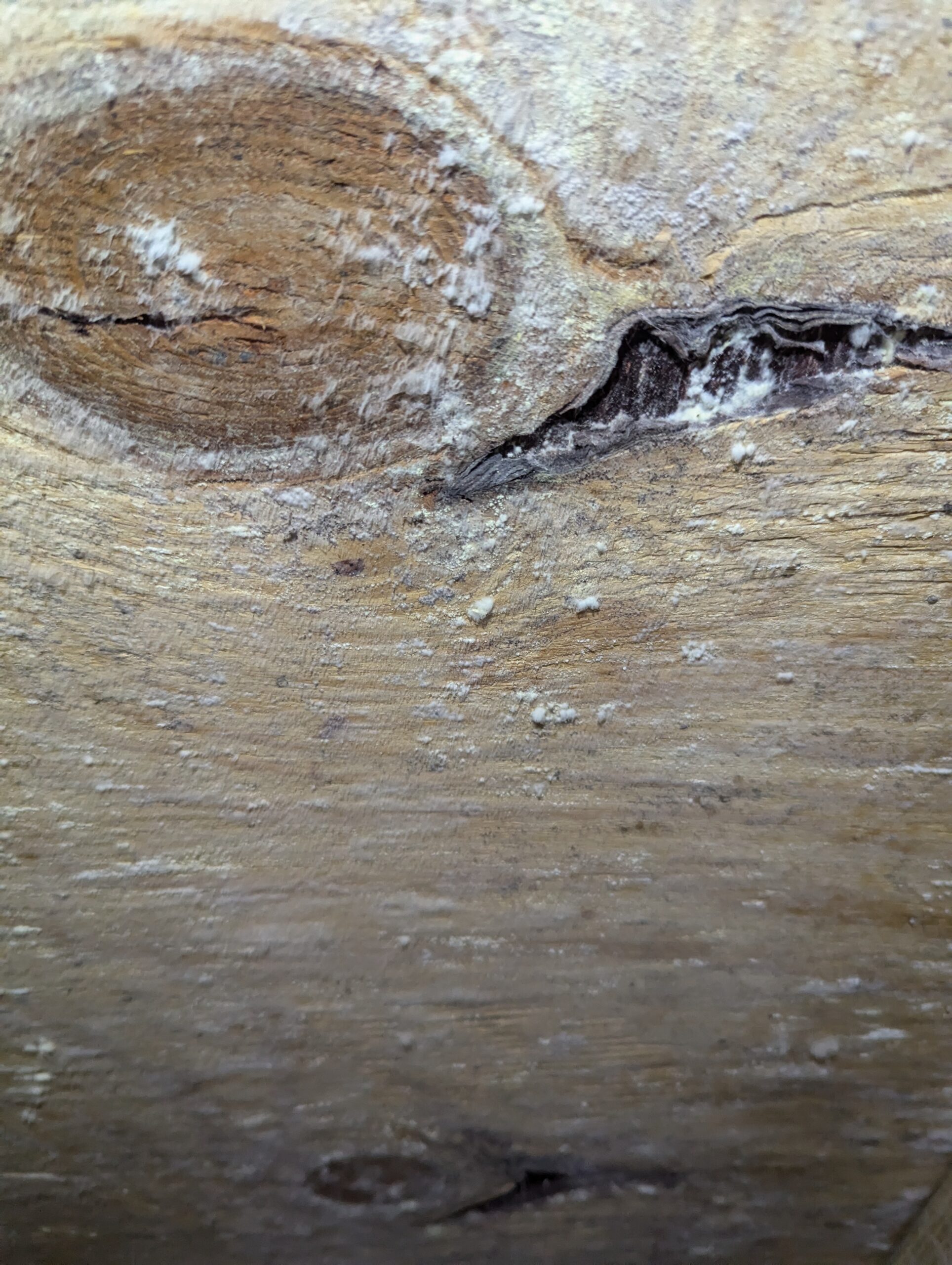 Close-up image of a rough, light-colored wooden surface with a knot and a crack visible, along with some white specks and texture details.